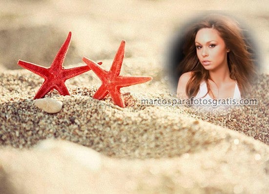 marco de estrellas de mar