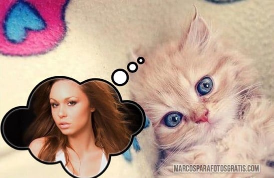 marco de gatito para fotos