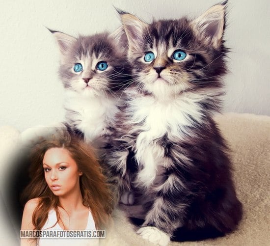 marco de gatitos para fotos