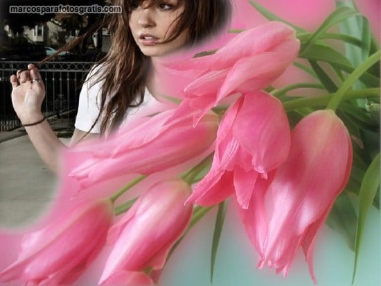 marcos de tulipanes rosas