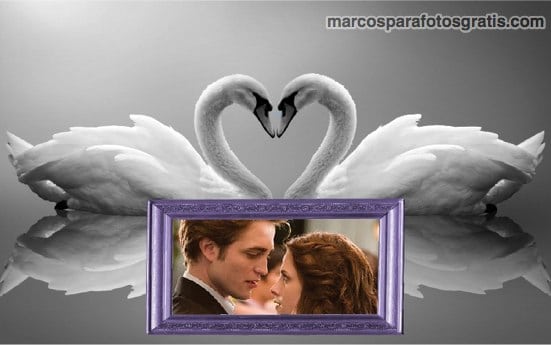 marcos de cisnes para fotos