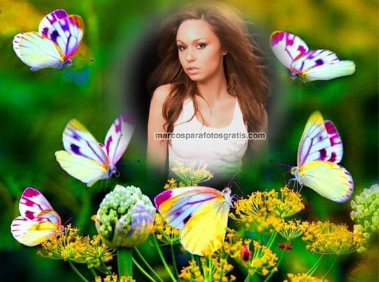marcos para fotos con mariposas